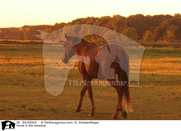 Pferd auf der Weide / horse in the meadow / SS-05003