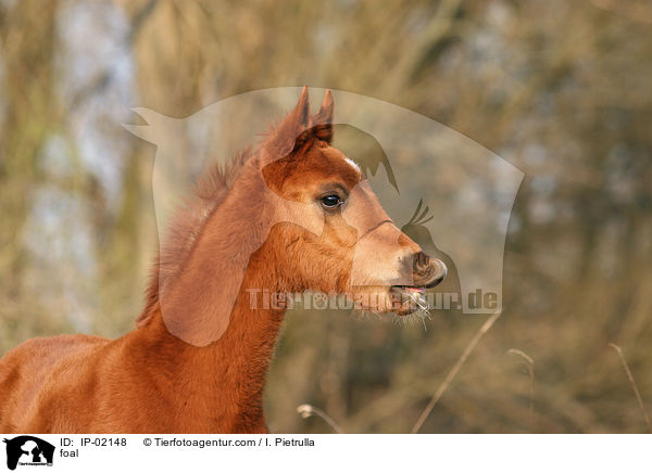 foal / IP-02148