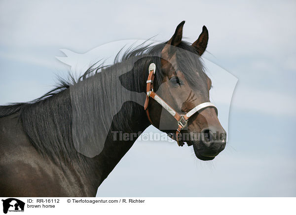 braunes Pferd / brown horse / RR-16112