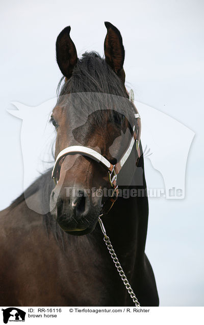 braunes Pferd / brown horse / RR-16116