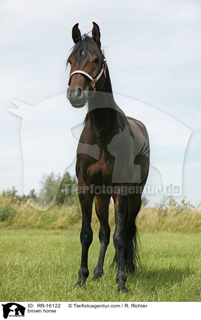 braunes Pferd / brown horse / RR-16122