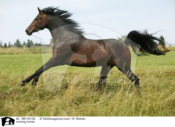rennender Brauner / running horse / RR-16136
