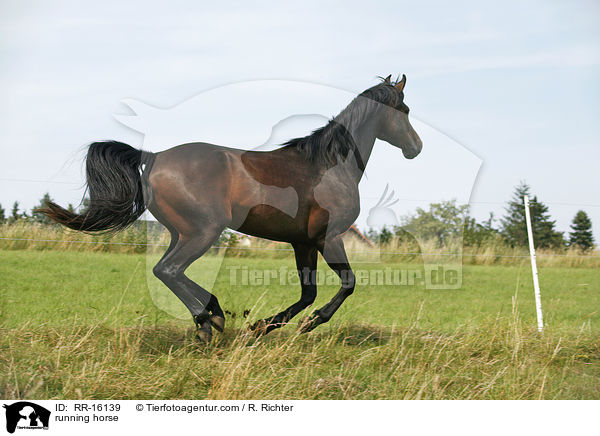 rennender Brauner / running horse / RR-16139