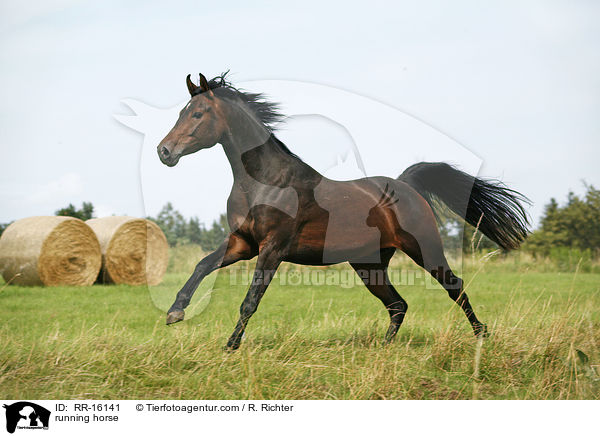 rennender Brauner / running horse / RR-16141