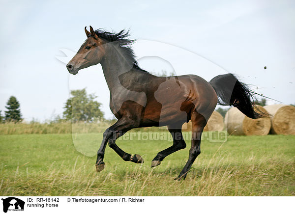 rennender Brauner / running horse / RR-16142