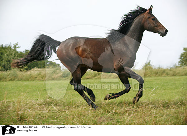 running horse / RR-16144