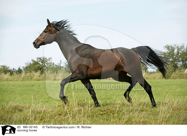 rennender Brauner / running horse / RR-16145