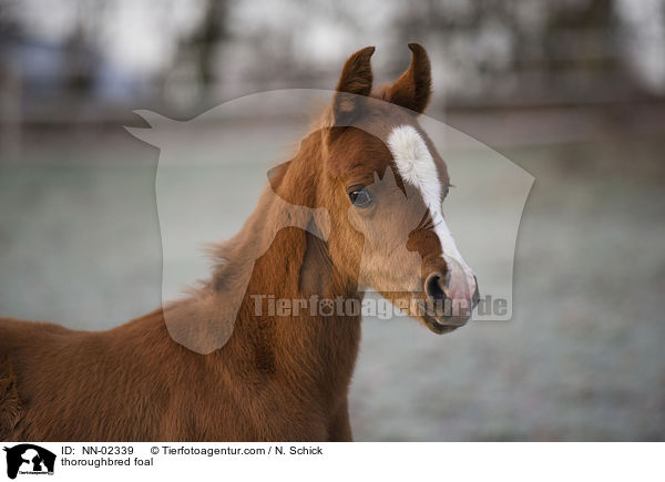 thoroughbred foal / NN-02339