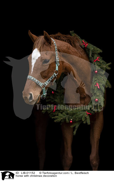 Pferd mit Weihnachtsdeko / horse with christmas decoration / LIB-01152