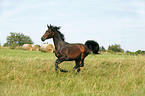 running horse