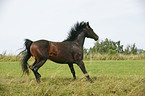 running horse