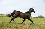 running horse