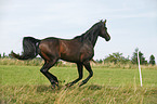 running horse