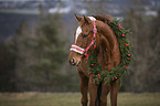 horse with christmas decoration