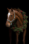 horse with christmas decoration