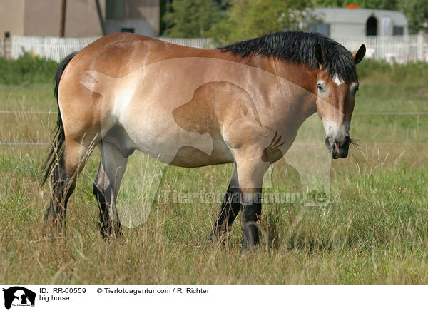 Thringer Kaltblut / big horse / RR-00559