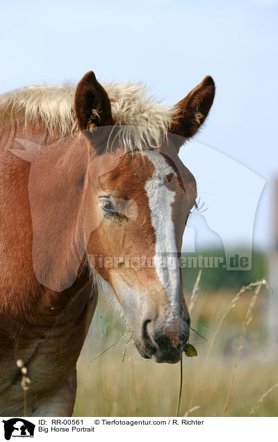 Thringer Kaltblut / Big Horse Portrait / RR-00561