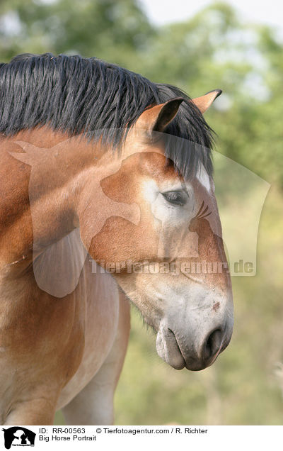 Thringer Kaltblut / Big Horse Portrait / RR-00563