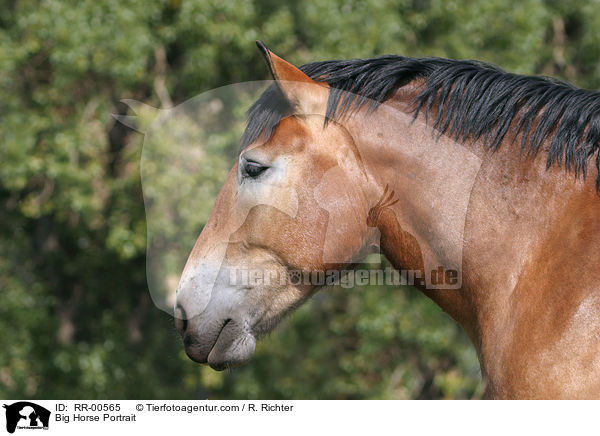 Big Horse Portrait / RR-00565