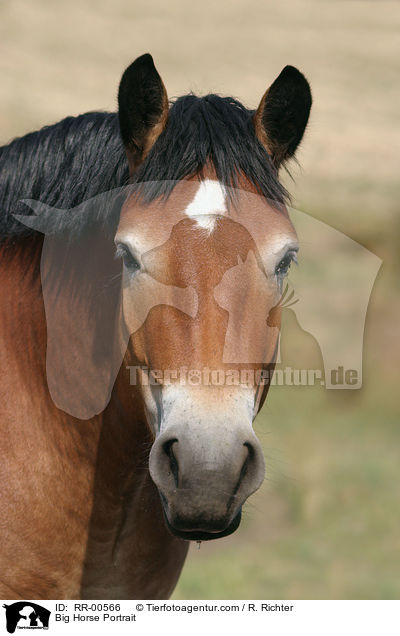 Big Horse Portrait / RR-00566