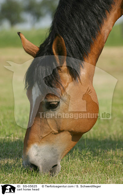 Thringer Kalblut Portrait / cart horse head / SS-05625