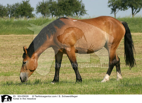 Pferd auf der Weide / horse in the meadow / SS-05626