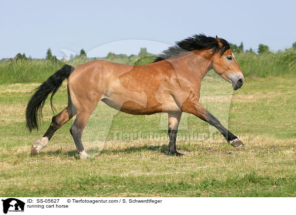 galoppierendes Kaltblut / running cart horse / SS-05627
