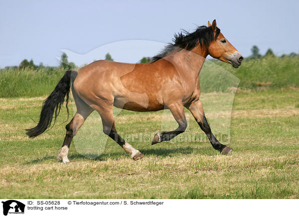 trabendes Kaltblut / trotting cart horse / SS-05628