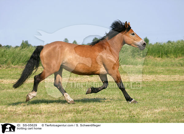 trabendes Kaltblut / trotting cart horse / SS-05629