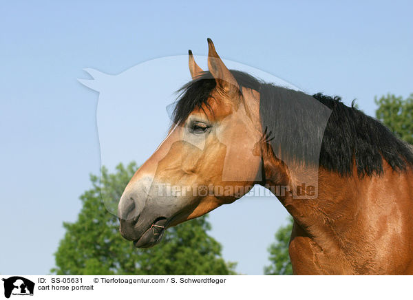 Thringer Kalblut Portrait / cart horse portrait / SS-05631