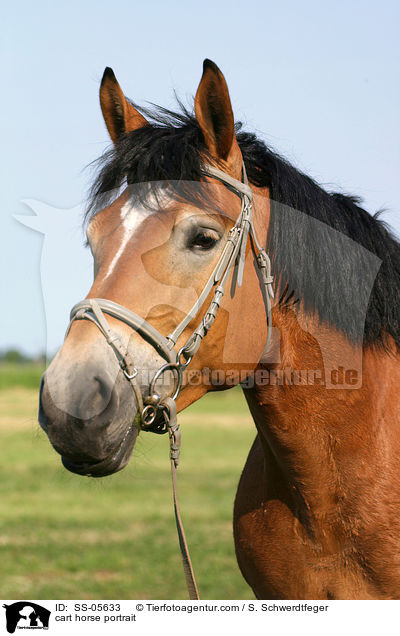 Thringer Kalblut Portrait / cart horse portrait / SS-05633
