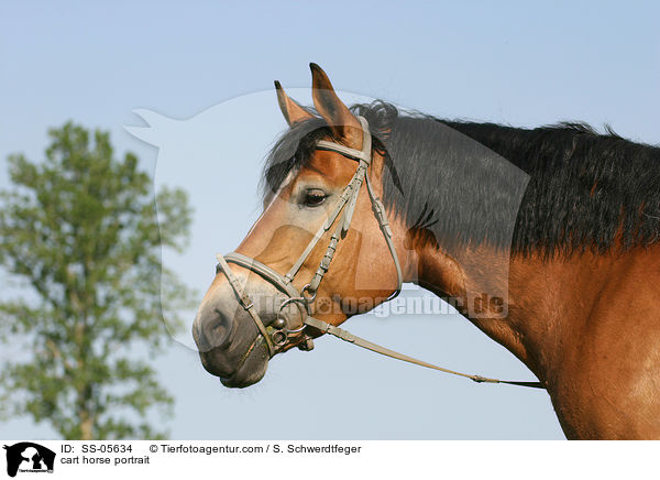Thringer Kalblut Portrait / cart horse portrait / SS-05634