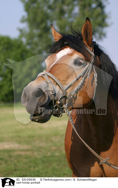 Thringer Kalblut Portrait / cart horse portrait / SS-05636