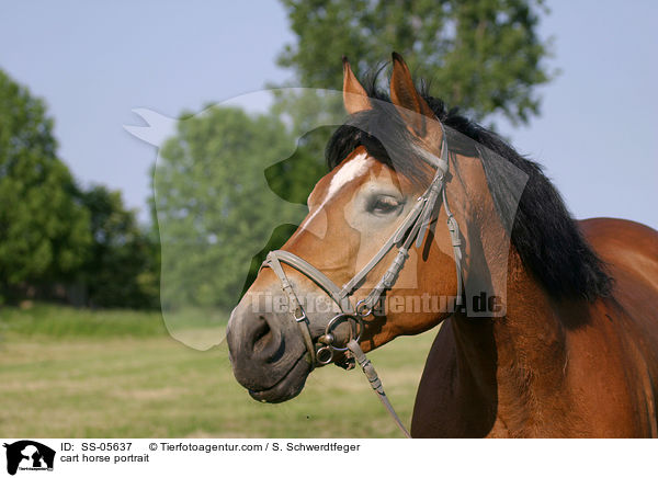 Thringer Kalblut Portrait / cart horse portrait / SS-05637