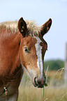 Big Horse Portrait