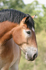 Big Horse Portrait