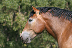 Big Horse Portrait