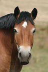 Big Horse Portrait