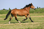 trotting cart horse