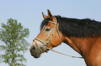 cart horse portrait