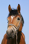 cart horse portrait