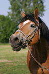 cart horse portrait