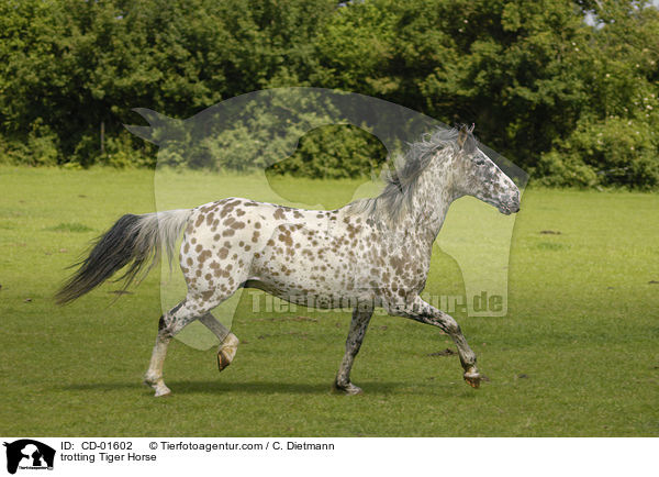 trabendes Tiger Horse / trotting Tiger Horse / CD-01602