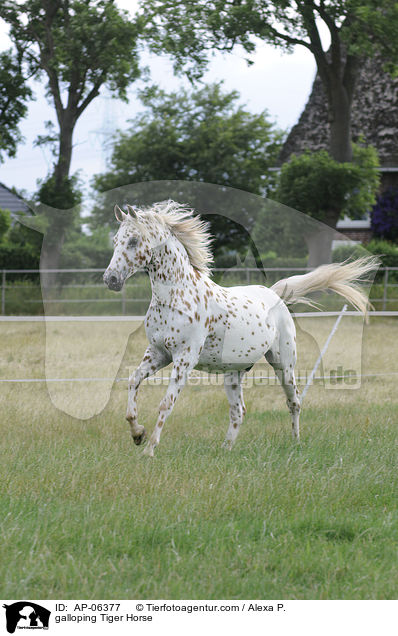 galloping Tiger Horse / AP-06377