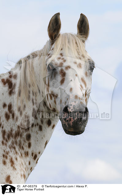 Tiger Horse Portrait / AP-06379