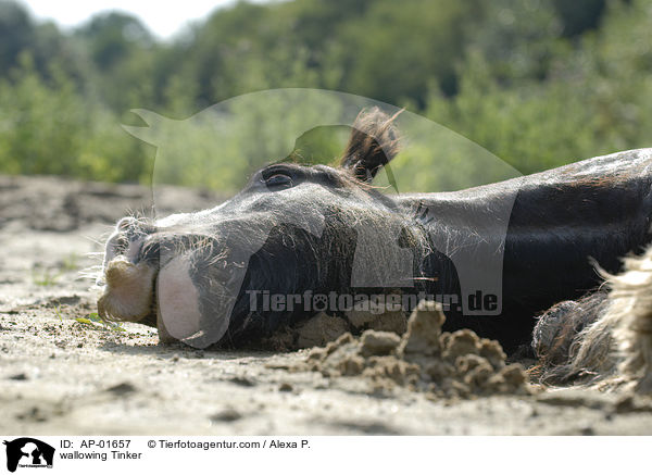 wallowing Tinker / AP-01657