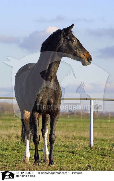 Trakehner im Stand / standing horse / IP-00038