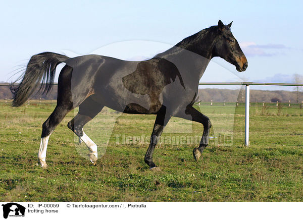 trabender Trakehner / trotting horse / IP-00059