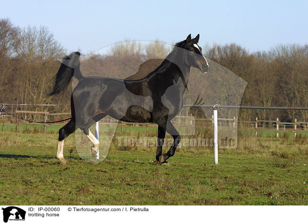 trabender Trakehner / trotting horse / IP-00060