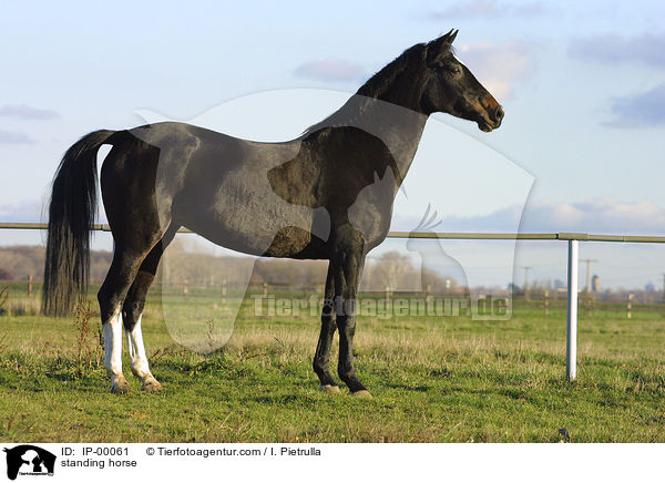 stehender Trakehner / standing horse / IP-00061